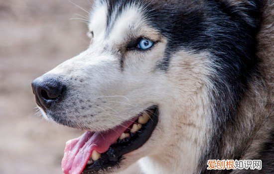 多哥是什么犬种 电影多哥是什么犬种