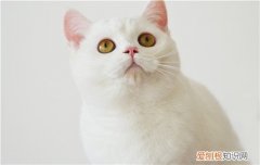 秋天猫很会喝水吗 要看情况哦！
