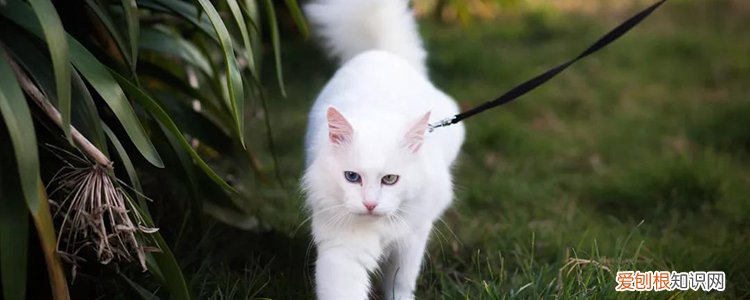 被猫抓了肿了个白包 难道是感染狂犬病的前兆?!