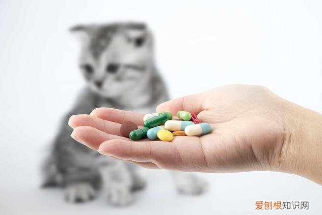 猫会得抑郁症吗 原来主子们高冷的内心下藏着….