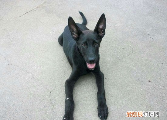 黑狼犬能长多大多重 黑狼犬身高70~80厘米体重100斤
