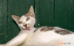 猫咪一直舔自己身上的毛 小猫为什么总是在舔自己身上的毛