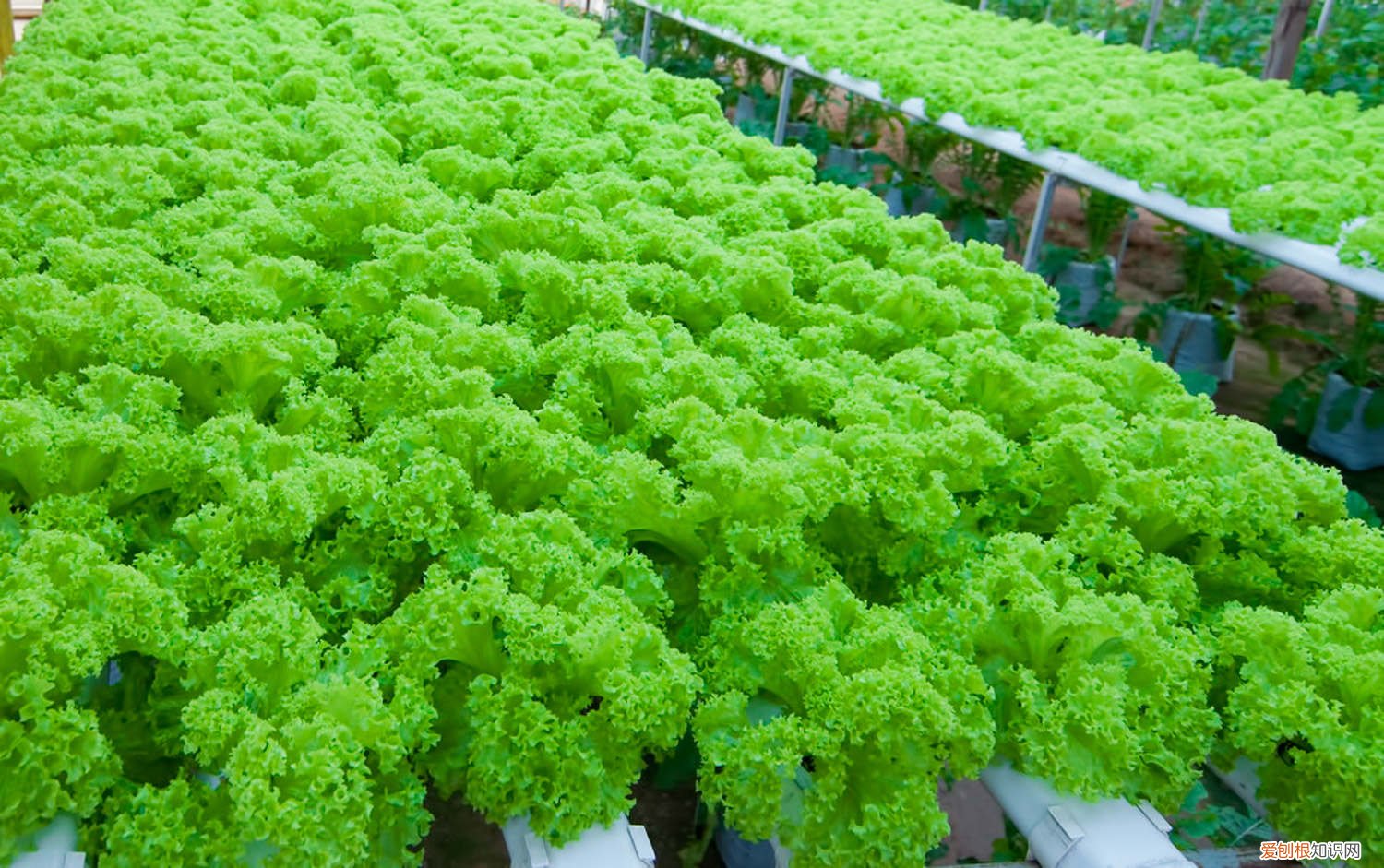 生菜该怎么种 生菜怎么种，生菜图片