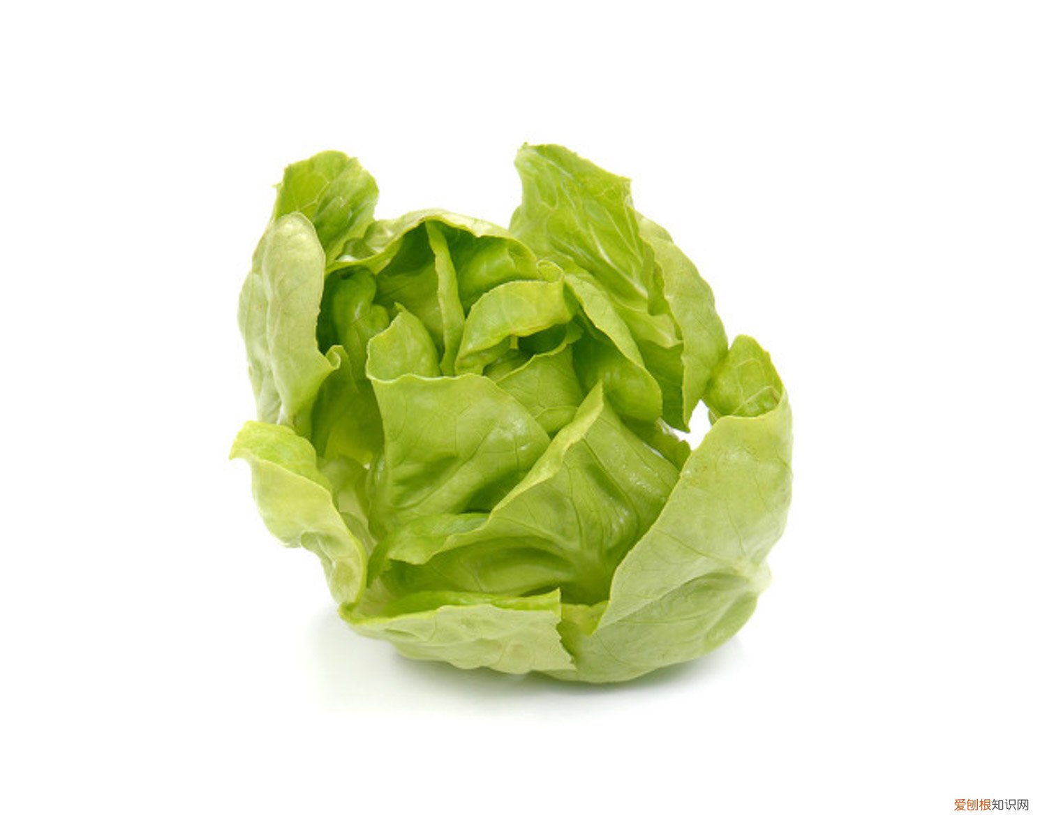 生菜该怎么种 生菜怎么种，生菜图片