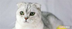 折耳猫毛色怎么区分 折耳猫的毛色有很多种