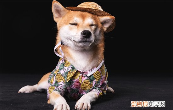 柴犬属于小型还是中型 柴犬是小型犬吗