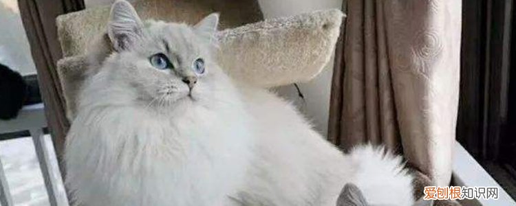 猫毛对人有害吗 猫都没嫌你对它有害呢!
