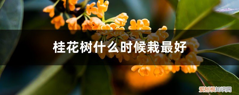 桂花树什么时候栽最好,怎样判断桂花树活了 桂花树什么时候栽最好，怎样判断桂花树活了