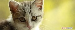 猫粮拿太阳下晒可以不 猫粮要避免阳光直晒