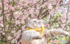 猫可以不晒太阳吗 那你知道太阳对于猫有多重要吗？