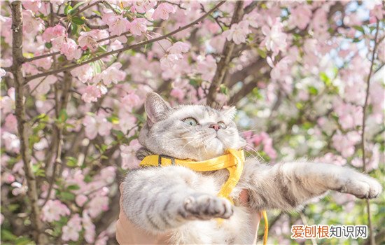 猫可以不晒太阳吗 那你知道太阳对于猫有多重要吗？