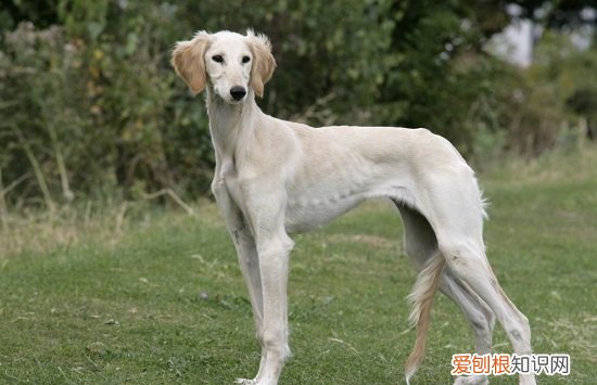 哮天犬是哪个品种的狗 哮天犬是什么狗
