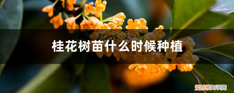 桂花树苗什么时候栽最好 桂花树苗什么时候种植，桂花苗怎么培育