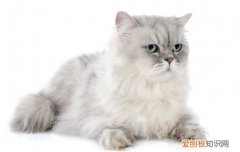 为什么猫咪突然不埋屎了 猫为什么突然不会自己埋屎了,猫不埋屎