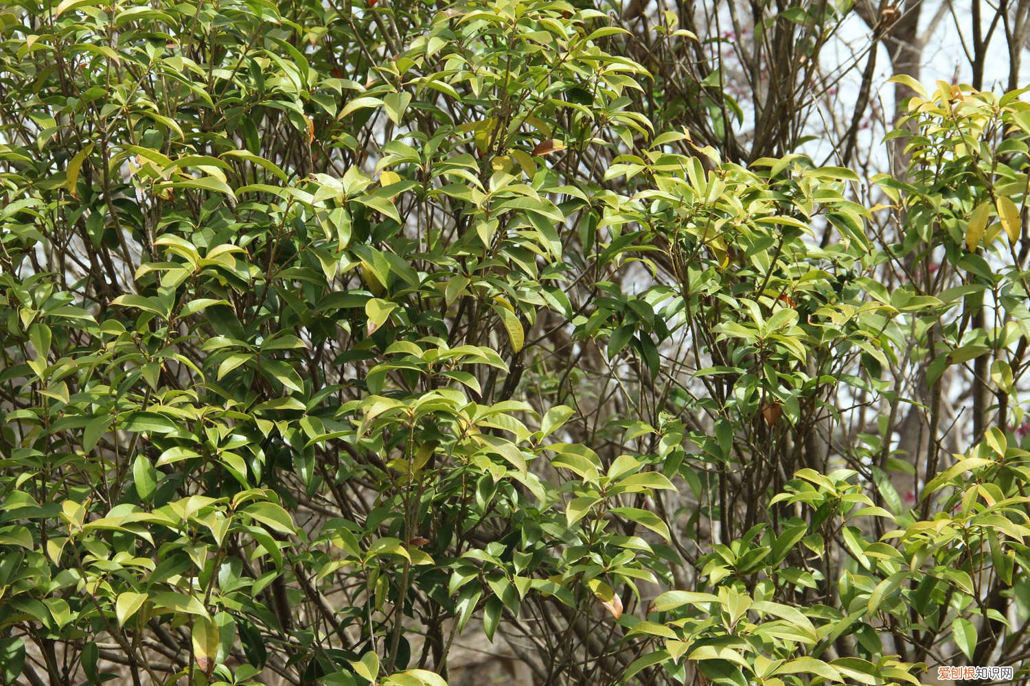 如何种桂花树苗盆栽 桂花树苗怎么种植方法，桂花树苗图片