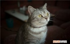 猫眉毛上面秃了 一般属于正常现象哦！