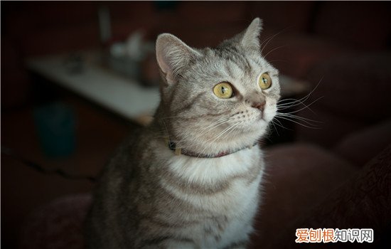 猫眉毛上面秃了 一般属于正常现象哦！