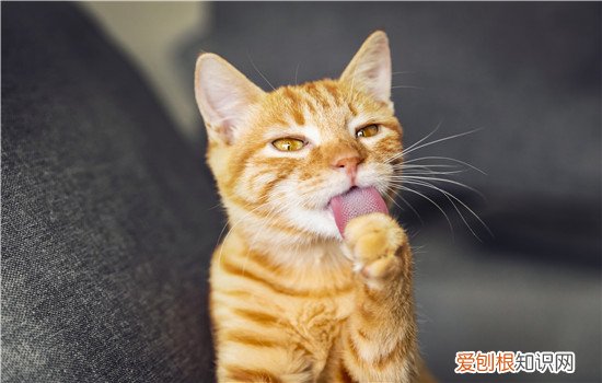 猫白细胞低的原因 确诊需要配合专项检查