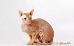 猫为什么喜欢卫生间排水口的水 猫为什么喜欢卫生间排水口