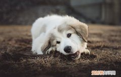 狗狗吐黄水怎么办,两种治疗方法很见效! 狗狗吐黄水怎么治疗最好