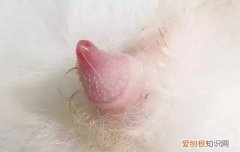 为什么猫咪在主人身上踩奶 猫为什么喜欢在主人身上踩奶