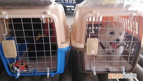 坐火车怎么带宠物 坐火车带宠物的方法