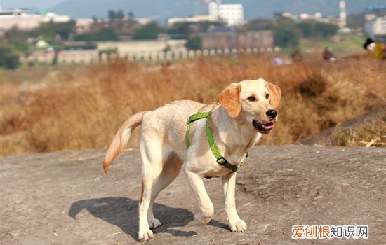 狗狗狼趾有必要切除嘛 狗狗的狼趾需要剪掉吗
