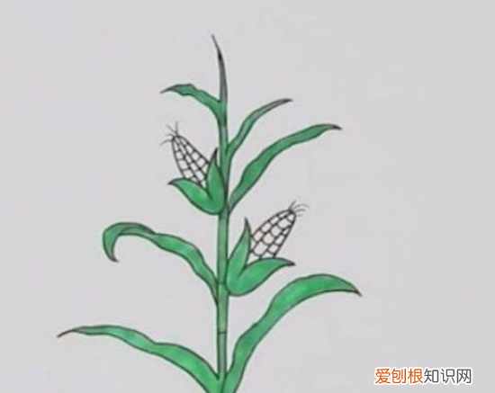 玉米种类，整体玉米怎么画才好看又简单
