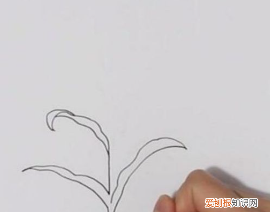 玉米种类，整体玉米怎么画才好看又简单