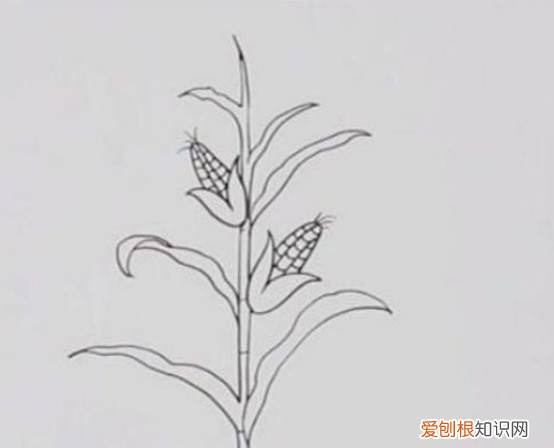 玉米种类，整体玉米怎么画才好看又简单