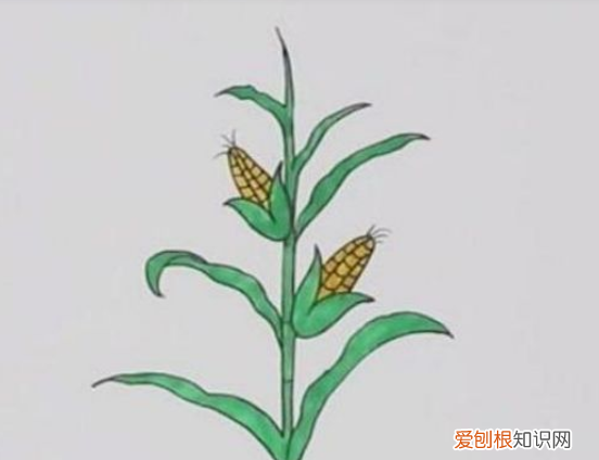 玉米种类，整体玉米怎么画才好看又简单