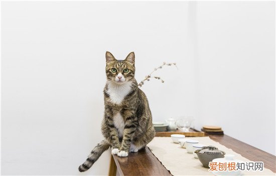 猫打狂犬疫苗的副作用 不良反应超过五天就值得警惕了哦！