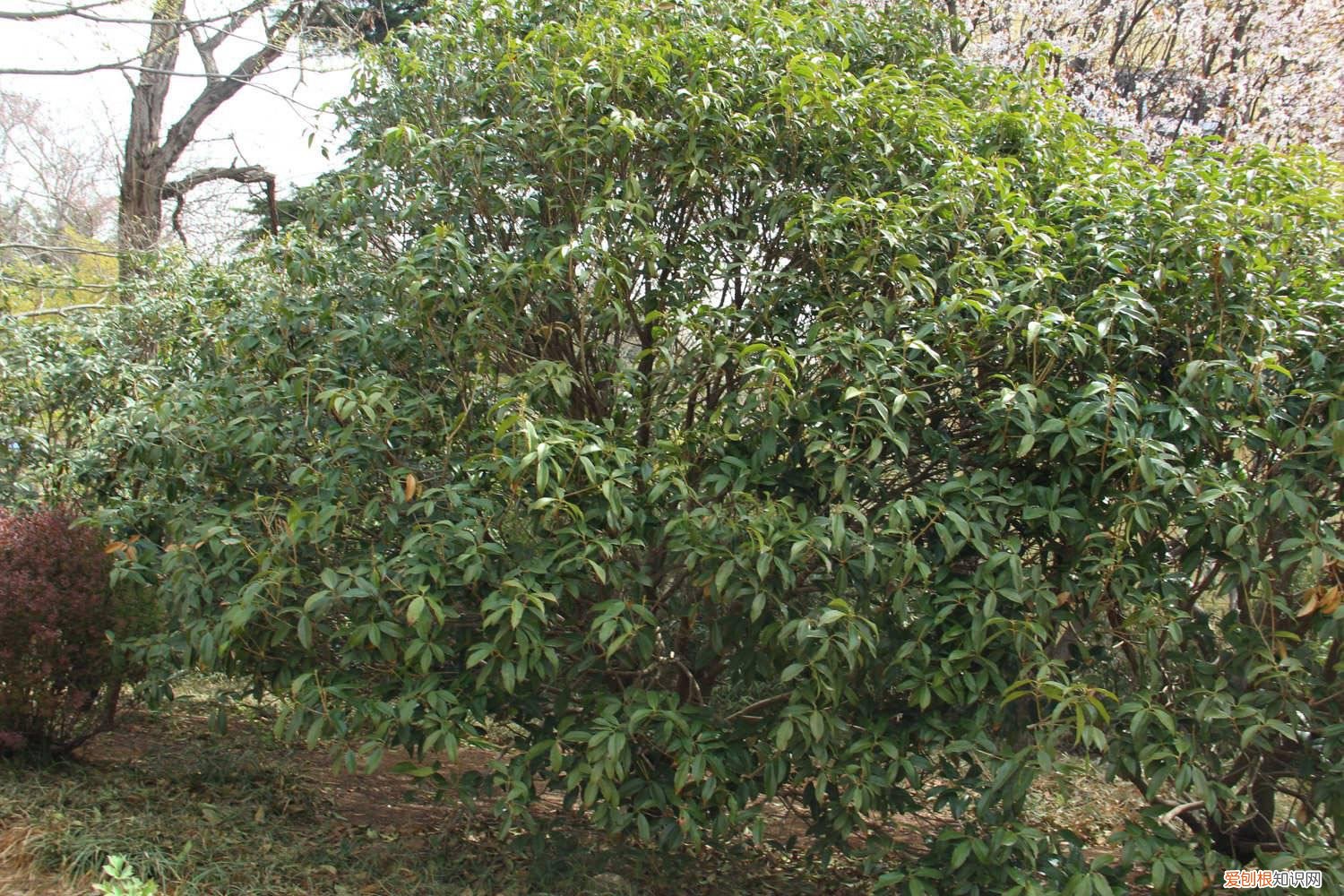 桂花开花时怎么养护 桂花的花期是多久，桂花开花后怎么养护