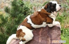 圣伯纳犬能活多久 圣伯纳犬寿命多少年
