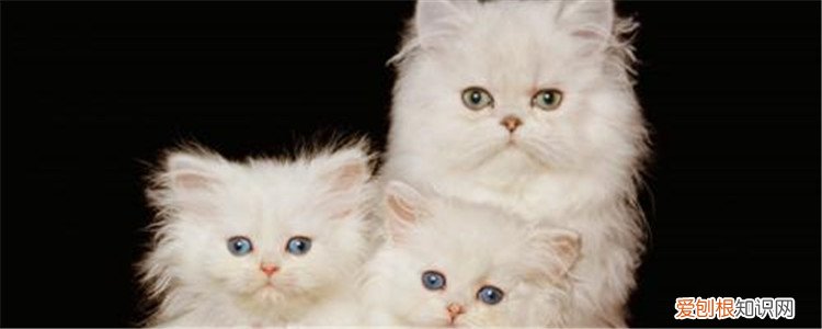 蓝猫和金吉拉杂交品种 不建议跨品种交配