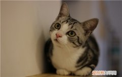 猫咪绝对不可以吃馒头 猫咪是肉食动物哦！