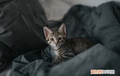 猫为什么一直蹬腿 猫为什么总在蹬脚,猫蹬后腿