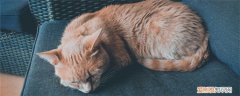 猫被关在笼子养了几年 猫咪不需要被关在笼子里