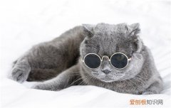 猫咪在床上尿的原因 主人是不是不够关心主子了？