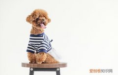 泰迪能活多久 泰迪能活几年