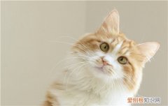 猫咪像狗一样吐舌头 是不是惊到你了？