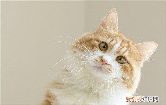 猫咪像狗一样吐舌头 是不是惊到你了？