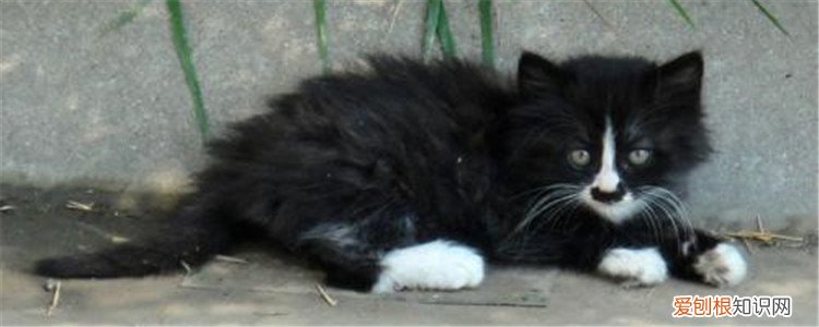 四脚踏雪的猫什么寓意 四只脚白的猫吉利吗