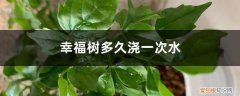 幸福树一般多久浇一次水 幸福树多久浇一次水，一个月浇一次水可以吗