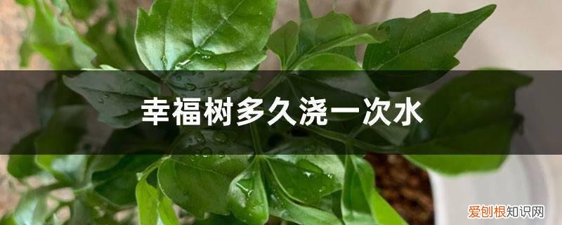 幸福树一般多久浇一次水 幸福树多久浇一次水，一个月浇一次水可以吗