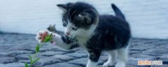 猫怎么自己清理耳朵 怎么给猫清理耳朵,如何给猫清理耳朵,怎么帮猫清理耳朵