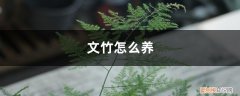 文竹怎么养?养殖方法和注意事 文竹怎么养，怎么繁殖