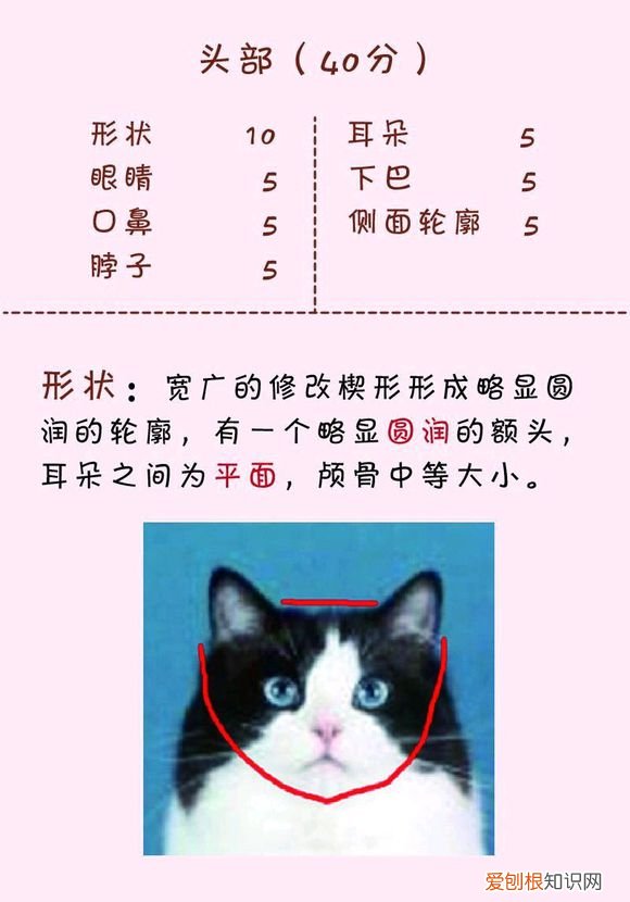 猫发腮前后对比 不是所有猫都会发腮哦！