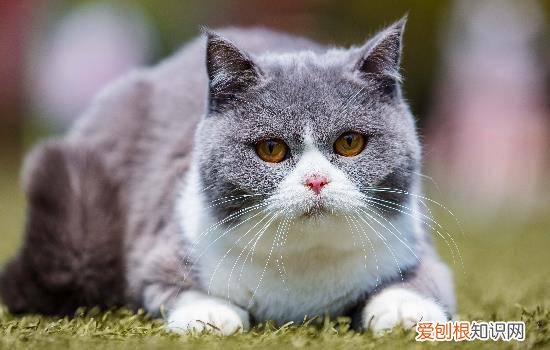 英短呕吐没精神不吃饭,英短蓝白呕吐是什么情况,英短蓝猫呕吐是怎么了