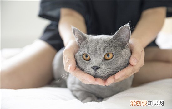 猫刚到家躲起来 千万不要硬扯猫咪哦！